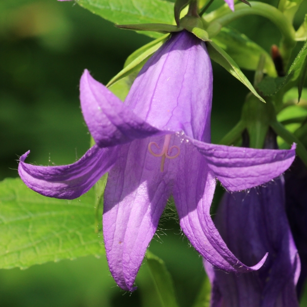 Pflanzenbild gross Breitblättrige Glockenblume - Campanula latifolia