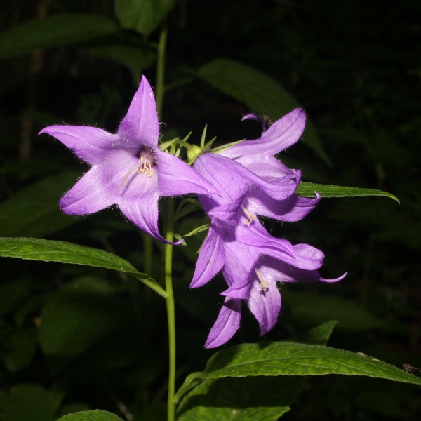 Pflanzenbild gross Breitblättrige Glockenblume - Campanula latifolia