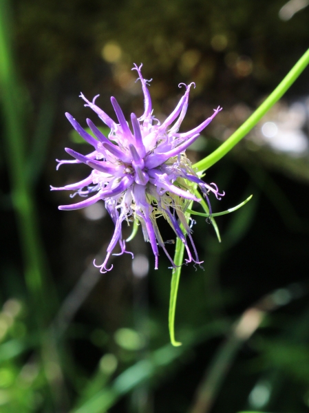 Pflanzenbild gross Scheuchzers Rapunzel - Phyteuma scheuchzeri