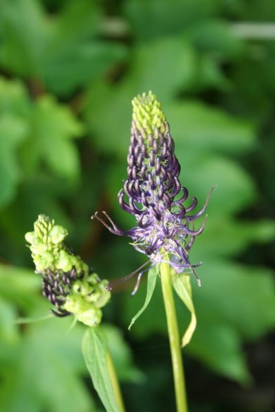 Pflanzenbild gross Hallers Rapunzel - Phyteuma ovatum