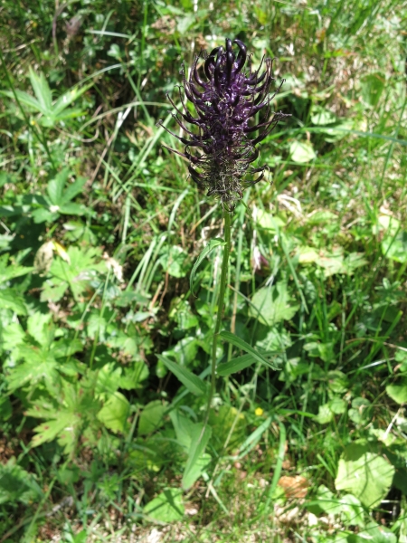 Pflanzenbild gross Hallers Rapunzel - Phyteuma ovatum