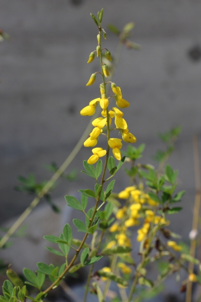 Pflanzenbild gross Schwarzwerdender Geissklee - Cytisus nigricans