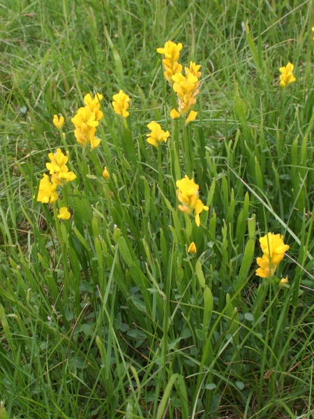 Pflanzenbild gross Flügel-Ginster - Genista sagittalis