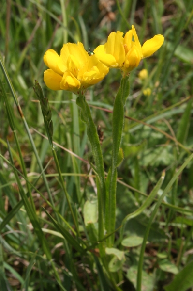 Pflanzenbild gross Flügel-Ginster - Genista sagittalis