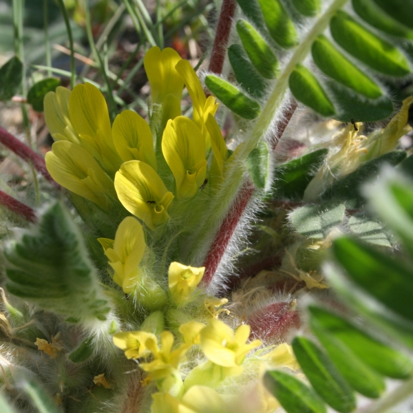 Pflanzenbild gross Stängelloser Tragant - Astragalus exscapus