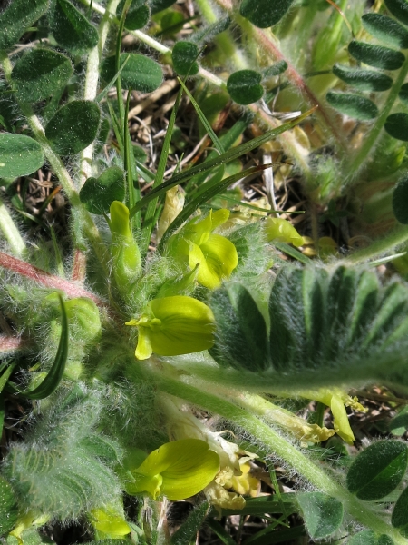Pflanzenbild gross Stängelloser Tragant - Astragalus exscapus