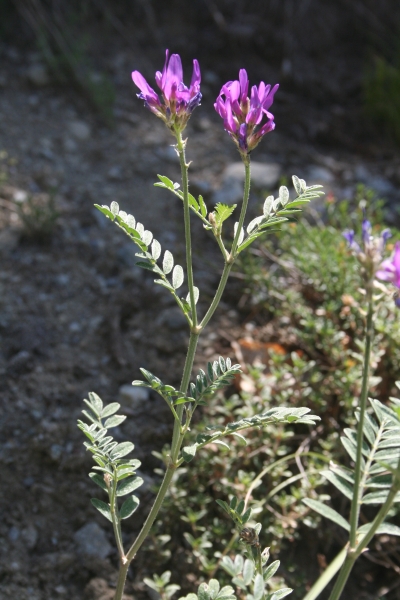 Pflanzenbild gross Esparsetten-Tragant - Astragalus onobrychis