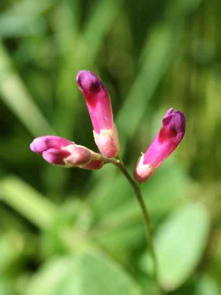 Pflanzenbild gross Hecken-Wicke - Vicia dumetorum
