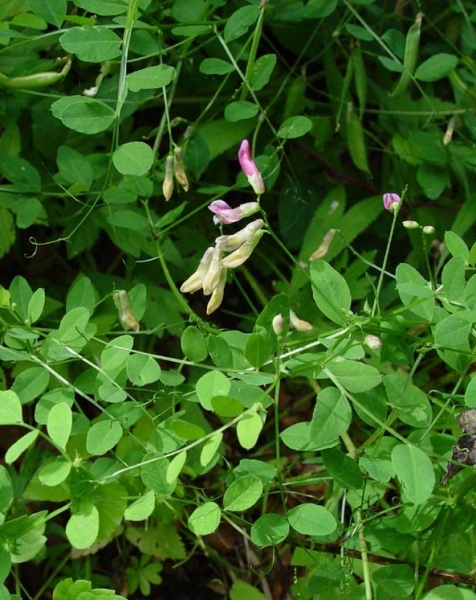 Pflanzenbild gross Hecken-Wicke - Vicia dumetorum
