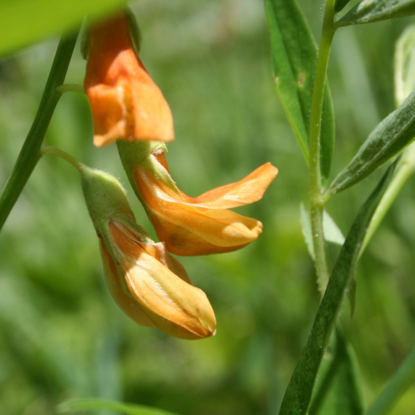 Pflanzenbild gross Gelbe Berg-Platterbse - Lathyrus occidentalis