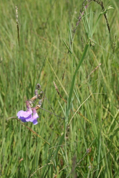Pflanzenbild gross Sumpf-Platterbse - Lathyrus palustris
