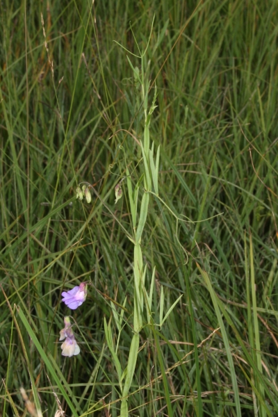Pflanzenbild gross Sumpf-Platterbse - Lathyrus palustris