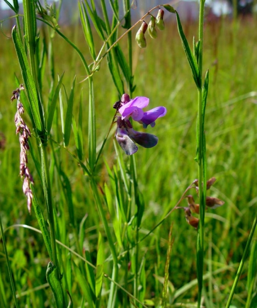 Pflanzenbild gross Sumpf-Platterbse - Lathyrus palustris
