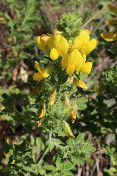 Pflanzenbild gross Gelbe Hauhechel - Ononis natrix