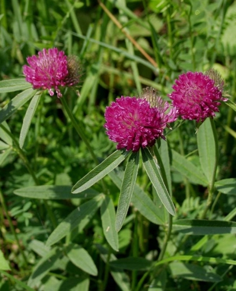 Pflanzenbild gross Hügel-Klee - Trifolium alpestre