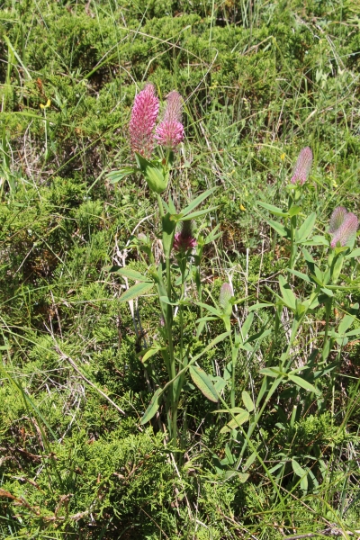 Pflanzenbild gross Purpur-Klee - Trifolium rubens