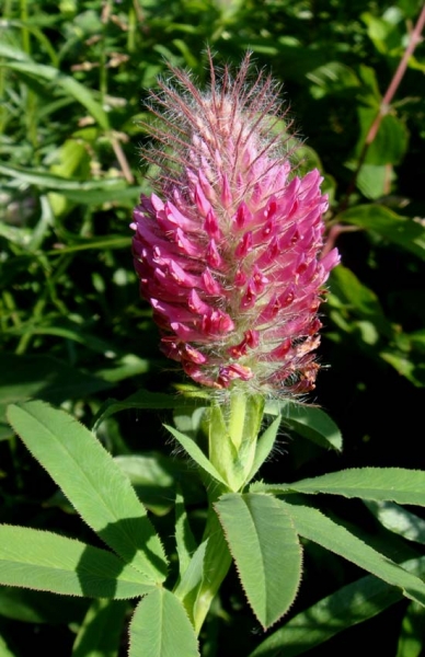 Pflanzenbild gross Purpur-Klee - Trifolium rubens