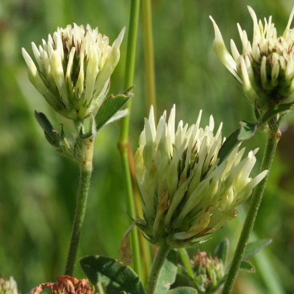 Pflanzenbild gross Gelblicher Klee - Trifolium ochroleucon