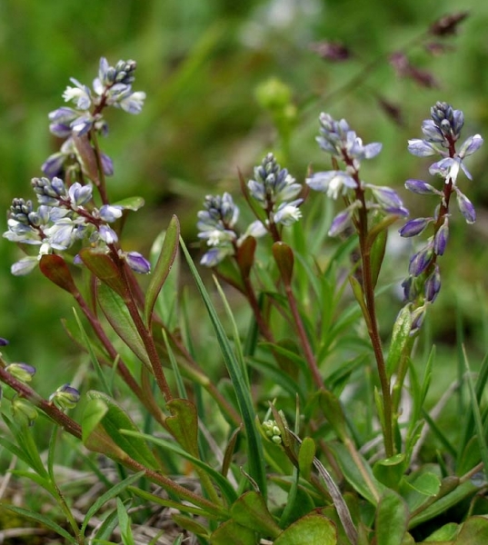 Pflanzenbild gross Sumpf-Kreuzblume - Polygala amarella