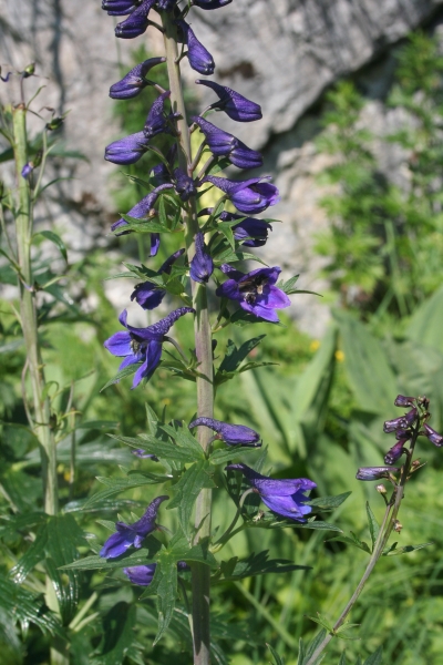 Pflanzenbild gross Hoher Rittersporn - Delphinium elatum