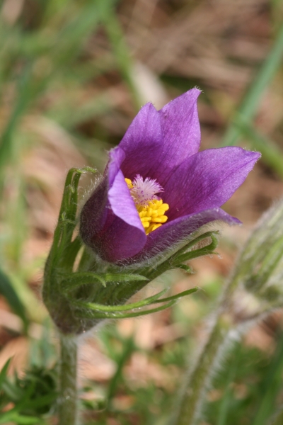 Pflanzenbild gross Gemeine Kuhschelle - Pulsatilla vulgaris