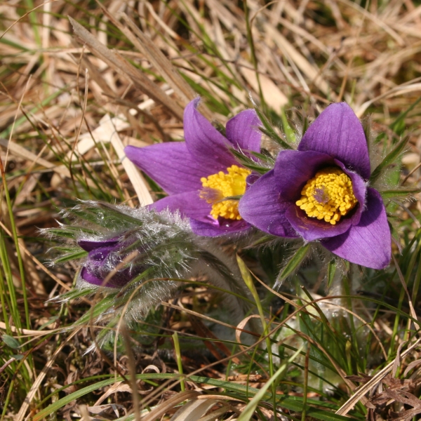 Pflanzenbild gross Gemeine Kuhschelle - Pulsatilla vulgaris