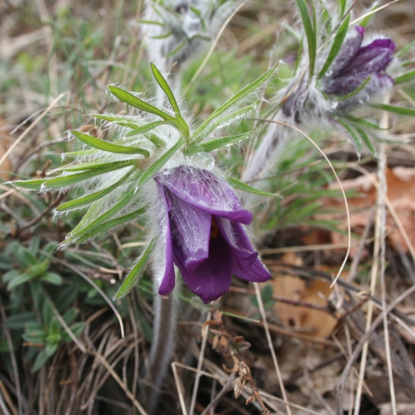 Pflanzenbild gross Berg-Anemone - Pulsatilla montana