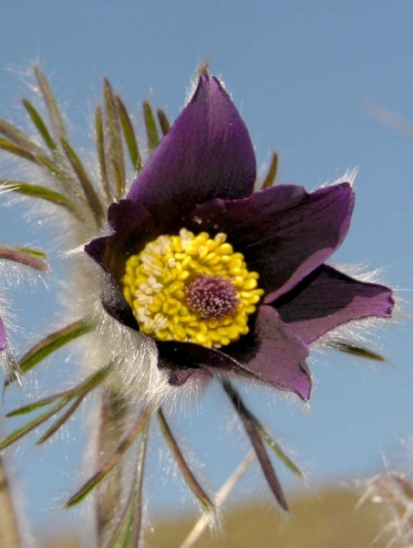 Pflanzenbild gross Berg-Anemone - Pulsatilla montana