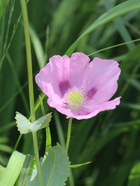 Pflanzenbild gross Schlaf-Mohn - Papaver somniferum