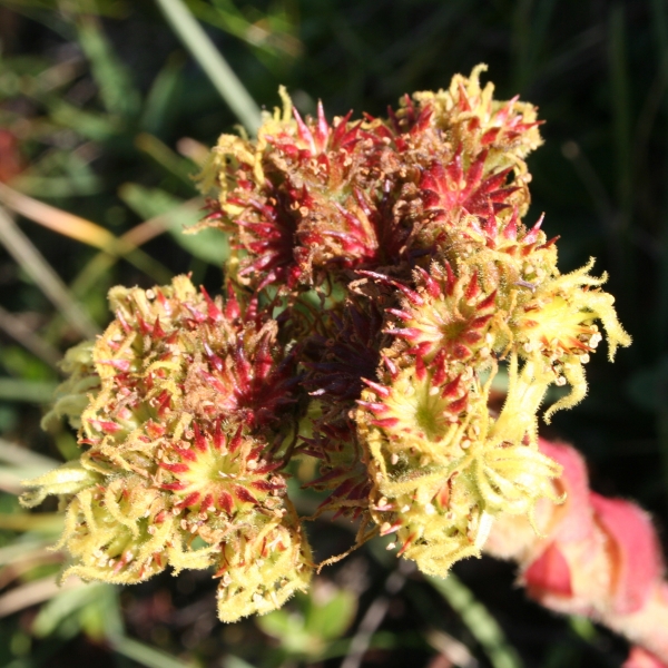 Pflanzenbild gross Wulfens Hauswurz - Sempervivum wulfenii