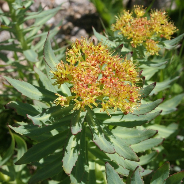 Pflanzenbild gross Rosenwurz - Rhodiola rosea