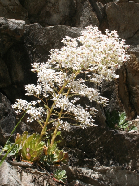 Pflanzenbild gross Strauss-Steinbrech - Saxifraga cotyledon