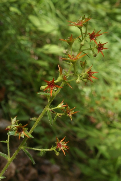 Pflanzenbild gross Kies-Steinbrech - Saxifraga mutata