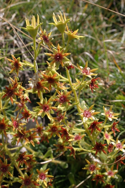 Pflanzenbild gross Kies-Steinbrech - Saxifraga mutata