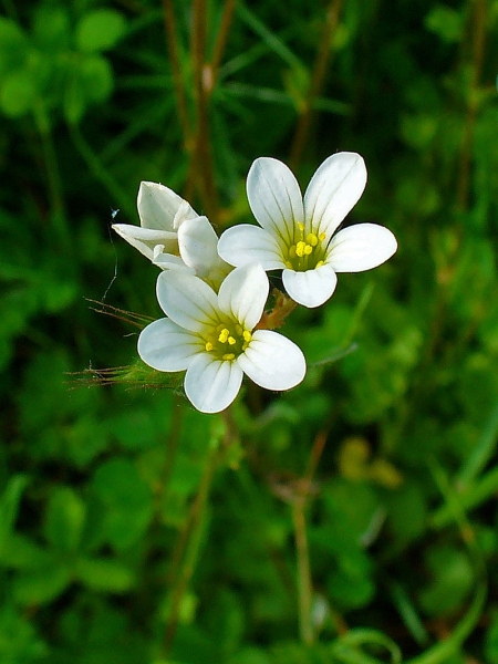 Pflanzenbild gross Knöllchen-Steinbrech - Saxifraga granulata