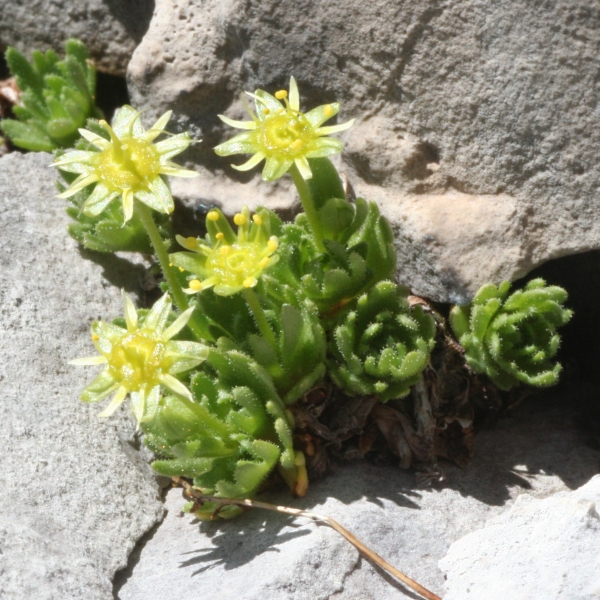 Pflanzenbild gross Blattloser Steinbrech - Saxifraga aphylla