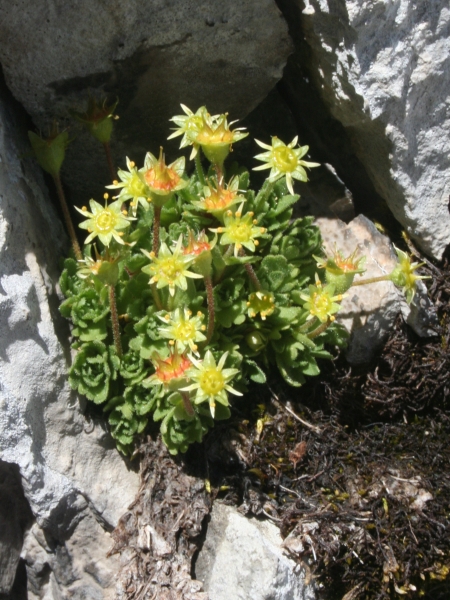 Pflanzenbild gross Blattloser Steinbrech - Saxifraga aphylla