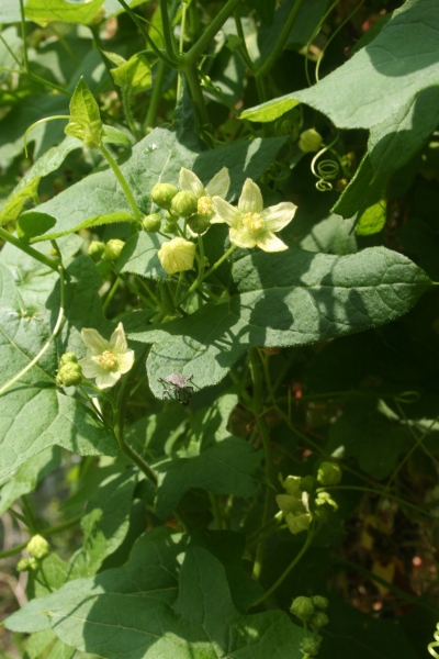 Pflanzenbild gross Zweihäusige Zaunrübe - Bryonia dioica