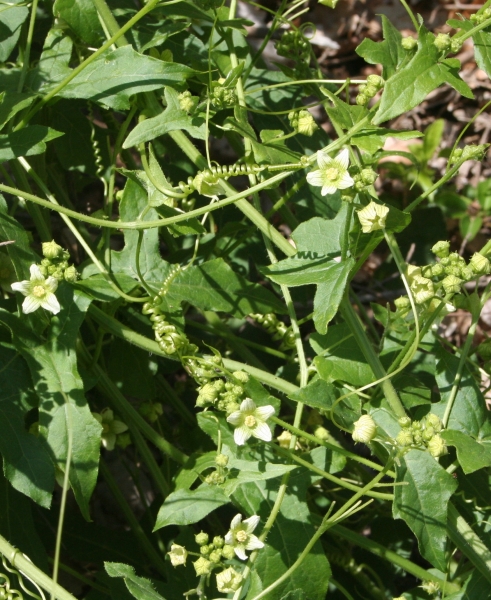 Pflanzenbild gross Zweihäusige Zaunrübe - Bryonia dioica