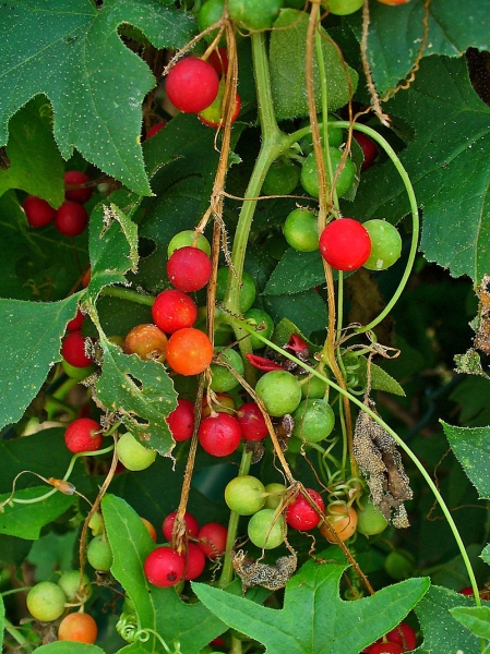 Pflanzenbild gross Zweihäusige Zaunrübe - Bryonia dioica