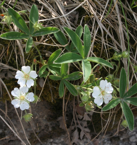 Pflanzenbild gross Weisses Fingerkraut - Potentilla alba