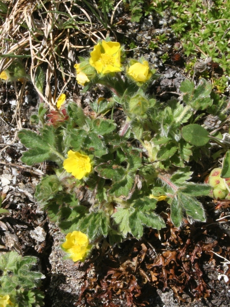 Pflanzenbild gross Gletscher-Fingerkraut - Potentilla frigida