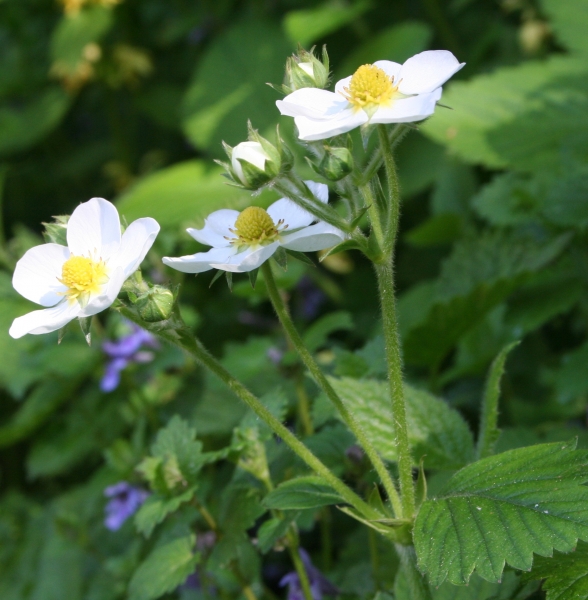 Pflanzenbild gross Moschus-Erdbeere - Fragaria moschata