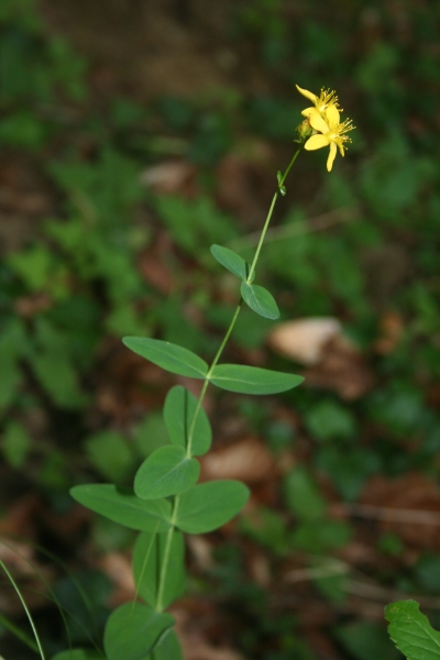 Pflanzenbild gross Berg-Johanniskraut - Hypericum montanum
