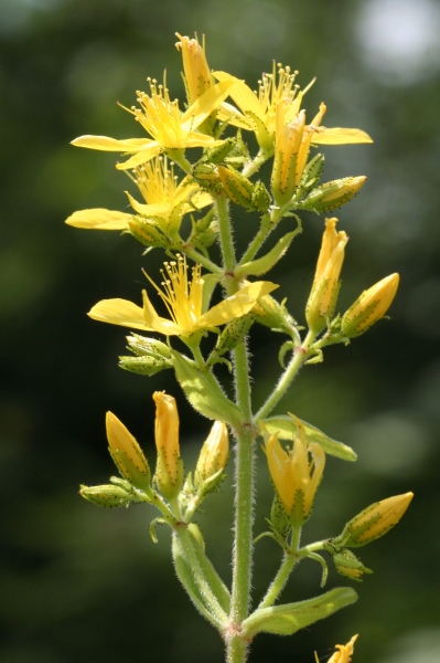 Pflanzenbild gross Behaartes Johanniskraut - Hypericum hirsutum