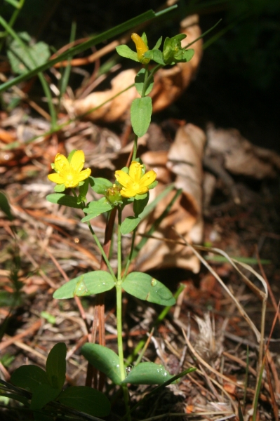 Pflanzenbild gross Niederliegendes Johanniskraut - Hypericum humifusum