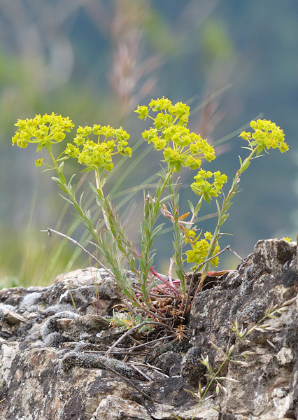 Pflanzenbild gross Steppen-Wolfsmilch - Euphorbia seguieriana subsp. seguieriana