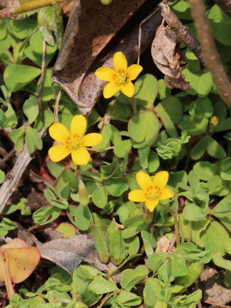 Pflanzenbild gross Gehörnter Sauerklee - Oxalis corniculata