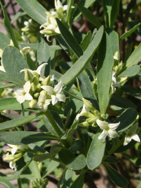Pflanzenbild gross Alpen-Seidelbast - Daphne alpina