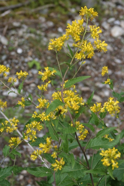 Pflanzenbild gross Steife Rauke - Sisymbrium strictissimum